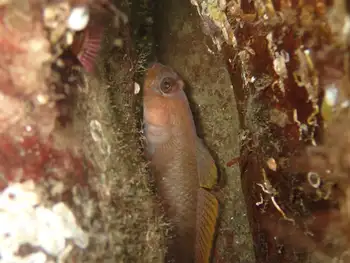 Blackeye Goby