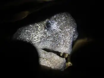 Wolf Eel