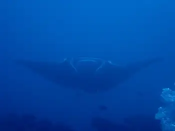 Reef Manta