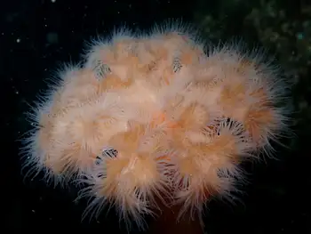 Metridium Anemone