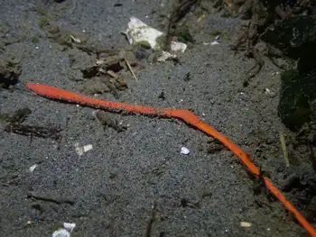 Orange Ribbon Worm