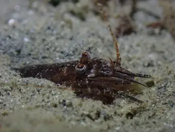 squat bay shrimp