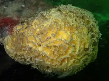 sponge