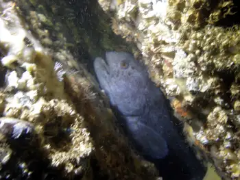 Wolf Eel