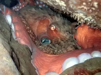 Giant Pacific Octopus
