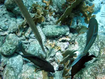 Fish