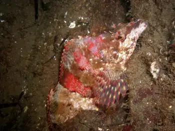 Painted Greenling