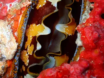 variable thorny oyster