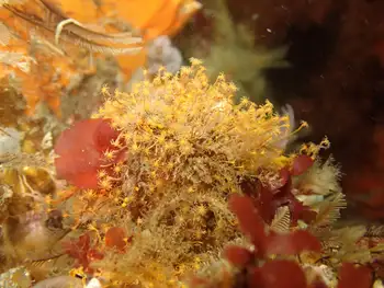Hydroids