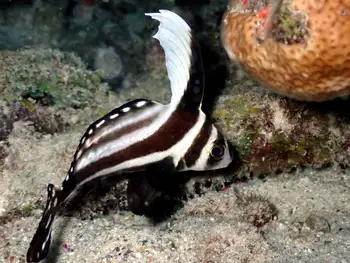 spotted drum