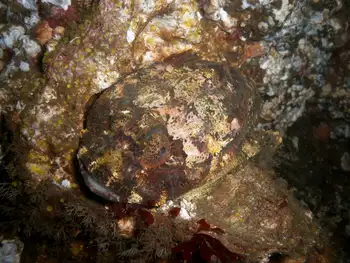 Buffalo Sculpin