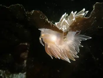 Alabaster Nudibranchs