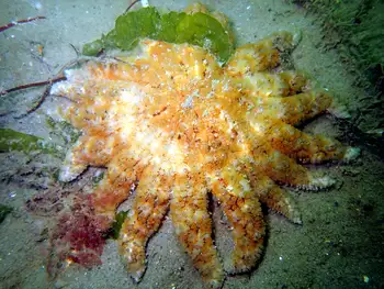 Sunflower Star