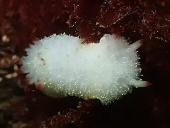 Nanaimo Nudibranch