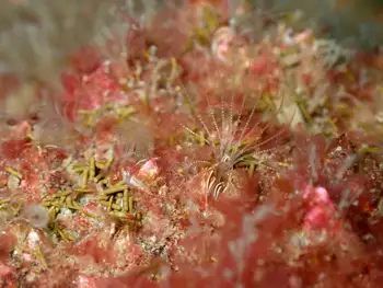 common acorn barnacle