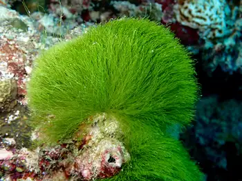 Algae