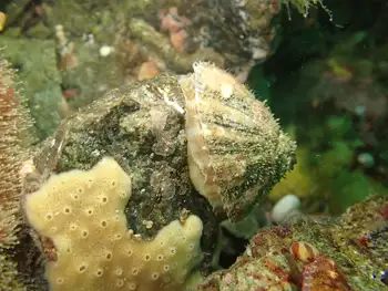 Limpet