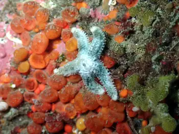 Velcro Star