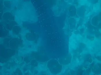 Whale Shark