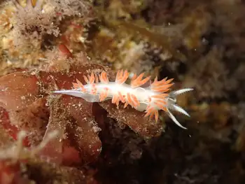 Three Lined Nudibranch