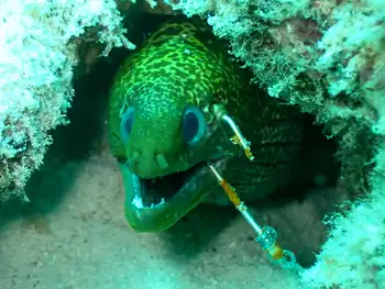 undulated moray eel