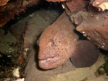 Juvenile Wolf Eel