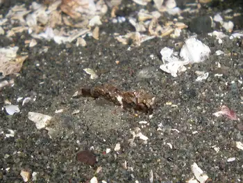 Squat Bay Shrimp