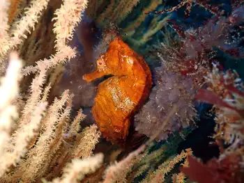 Pacific Seahorse