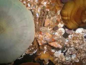 Sharp Nosed Crab