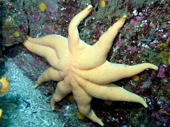 Northern Sun Star