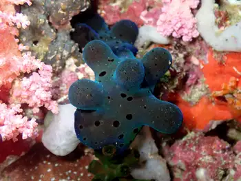 Sponge Snail
