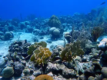 Coral