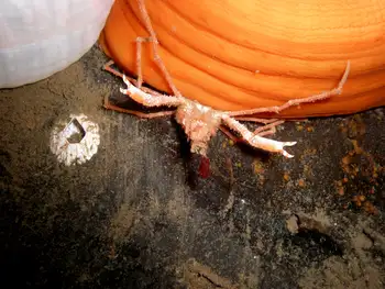 Longhorn Decorator Crab