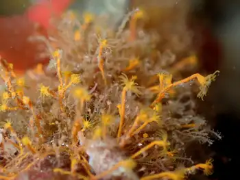 Hydroids