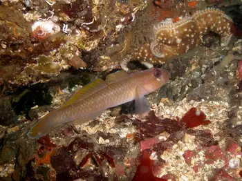 Blackeye Goby