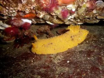 Monterey Sea Lemon