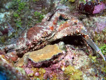 Channel Clinging Crab