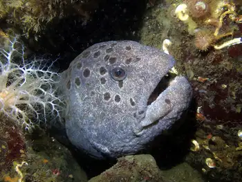 Wolf Eel