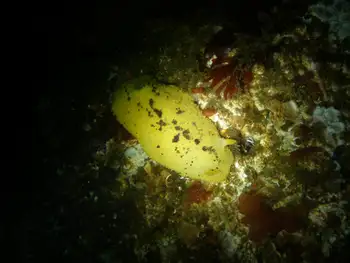 Monterey Sea Lemon