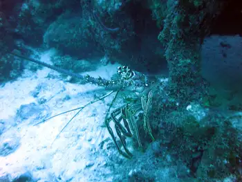 Caribbean Spiny Lobster