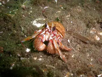 Blackeyed Hermit Crab