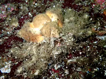 Rhinoceros Crab