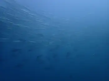 Barracuda