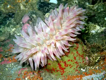 Painted Anemone