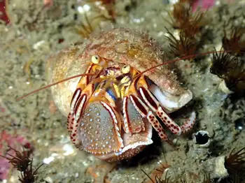Widehand Hermit Crab
