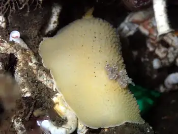 Noble Sea Lemon