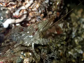 Coonstripe Shrimp