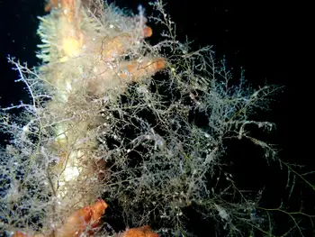 Hydroids