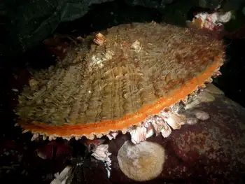 Rock Scallop