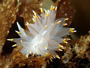 Bicolor Nudibranch